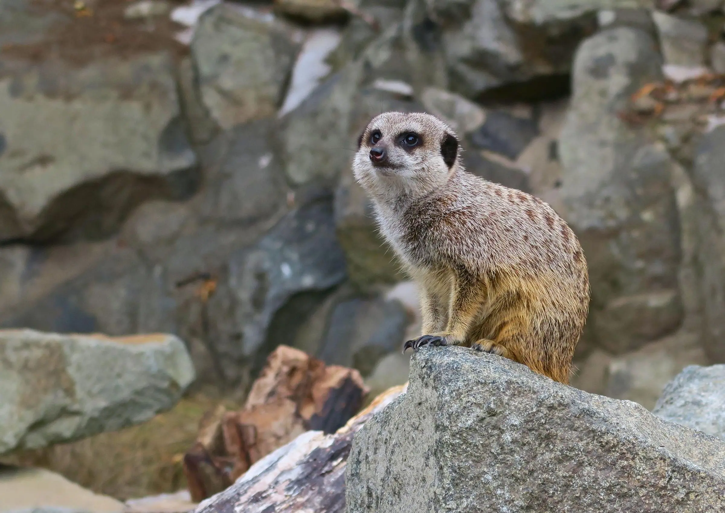 A curious meerkat alert on a rock outpost at Edinburgh Zoo