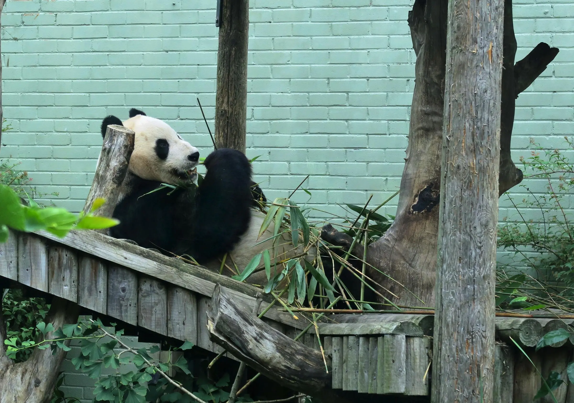 Giant Panda eating bamboo at Edinburgh Zoo